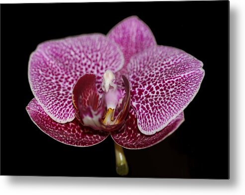 Orchid Metal Print featuring the photograph Moth Orchid by Andrea Lazar