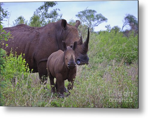 Rhino Metal Print featuring the photograph Mother and Baby Rhino by Jennifer Ludlum