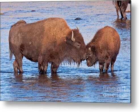 Autumn Metal Print featuring the photograph Mother and Calf Bison in the Lamar River in Yellowstone National Park by Fred Stearns