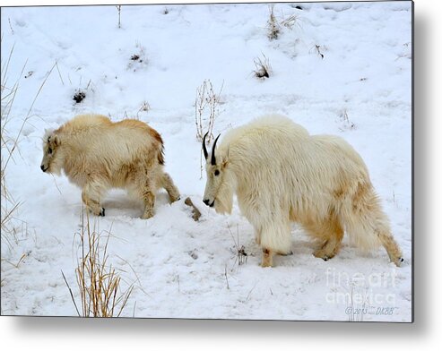 Mountain Goats Metal Print featuring the photograph Mother and Child by Dorrene BrownButterfield