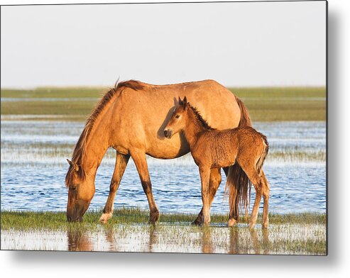 Wild Metal Print featuring the photograph Mother and Foal by Bob Decker