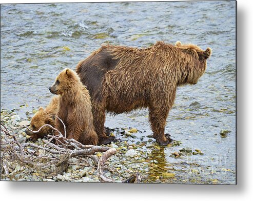Brown Bear Metal Print featuring the photograph Mother brown bear and cubs resting on shore by Dan Friend