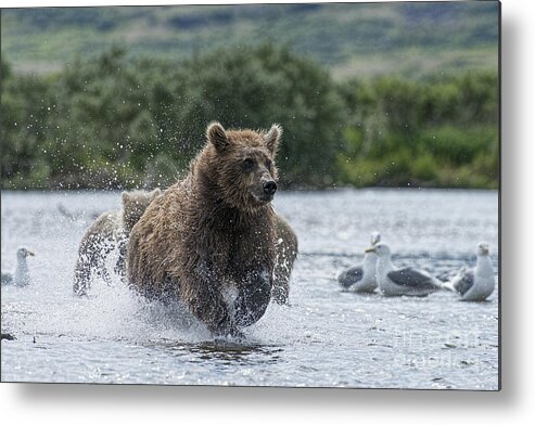 Brown Bear Metal Print featuring the photograph Mother brown bear chasing after salmon by Dan Friend