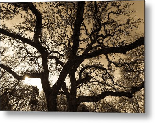 Austin Metal Print featuring the photograph Mother Nature's Design by John Wadleigh