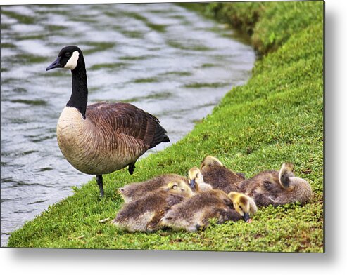 Goose Metal Print featuring the photograph Mother with Goslings by Jason Politte