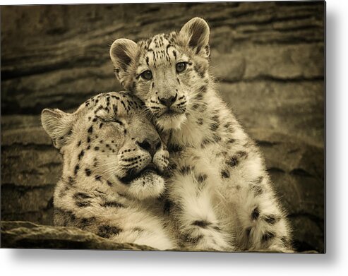 Marwell Metal Print featuring the photograph Mother's Love by Chris Boulton