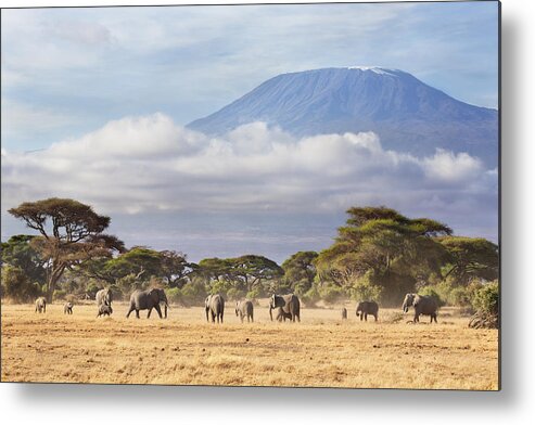 Nis Metal Print featuring the photograph Mount Kilimanjaro Amboseli by Richard Garvey-Williams