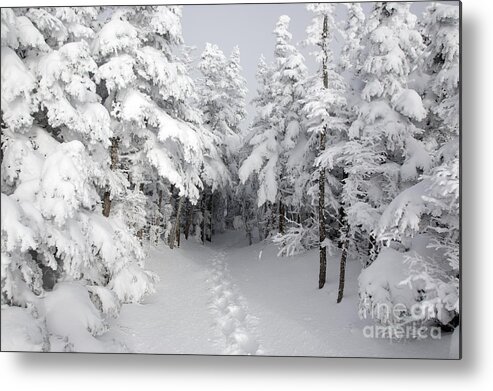 Wilderness Metal Print featuring the photograph Mount Osceola Trail - White Mountains New Hampshire by Erin Paul Donovan
