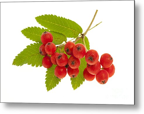 Berries Metal Print featuring the photograph Mountain ash berries 3 by Elena Elisseeva