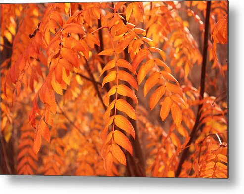 Trees Metal Print featuring the photograph Mountain Ash Leaves - Autumn by Jim Sauchyn