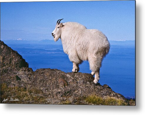 Animal Metal Print featuring the photograph Mountain Goat on Klahane Ridge by Jeff Goulden