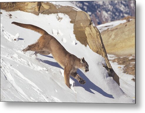 00191477 Metal Print featuring the photograph Mountain Lion Running in Snow by Konrad Wothe