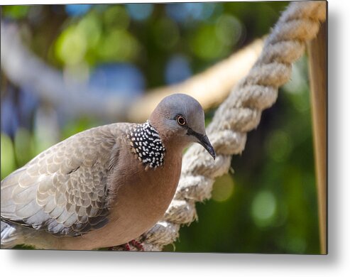 Animals Metal Print featuring the photograph Mourning Dove by Daniel Murphy