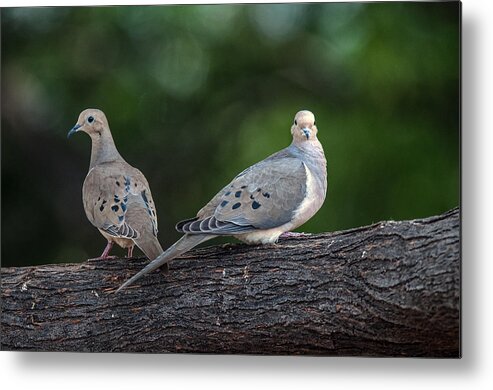 Mourning Doves Metal Print featuring the photograph Mourning Doves by Tam Ryan