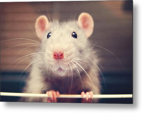 Animal Nose Metal Print featuring the photograph Mouse rat by Niccirf