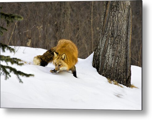 Fox Metal Print featuring the photograph Mousing by Jack Milchanowski