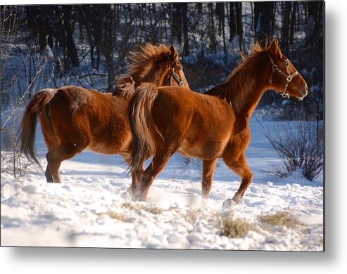 Horse Metal Print featuring the photograph Moving In Motion 2 by Tracy Winter