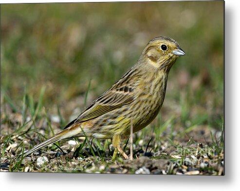 Mrs Yellowhammer Metal Print featuring the photograph Mrs Yellowhammer by Torbjorn Swenelius