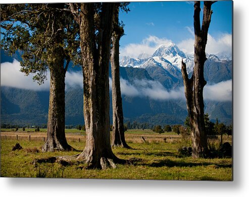 Mt Cook Metal Print featuring the photograph Mt Cook through trees by Jenny Setchell