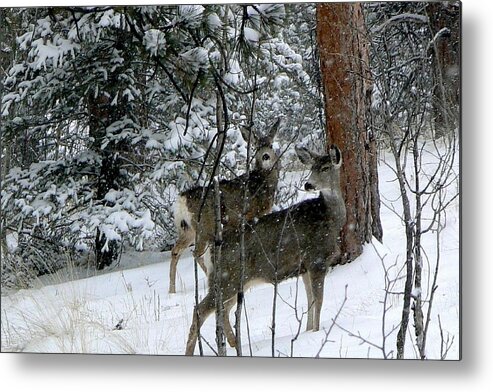 Colorado Metal Print featuring the photograph Mule Deer Does in a Snowfall by Marilyn Burton