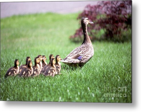 Duck Metal Print featuring the photograph Mumma duck and kids by King Wu