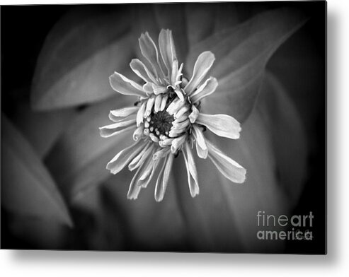 Floral Metal Print featuring the photograph Mum's The Word by Geri Glavis