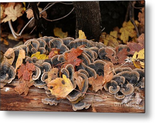 Mushrooms Metal Print featuring the photograph Mushroom Log by Ron Chilston