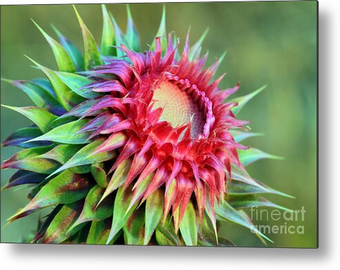Plant Metal Print featuring the photograph Musk Thistle by Teresa Zieba