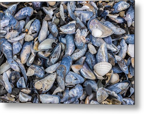 Mussel Metal Print featuring the photograph Mussel Beach by Nigel R Bell