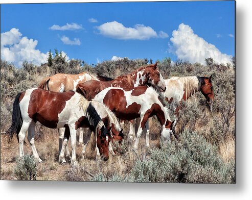 Horses Metal Print featuring the photograph Mustangs roaming free by Kathleen Bishop