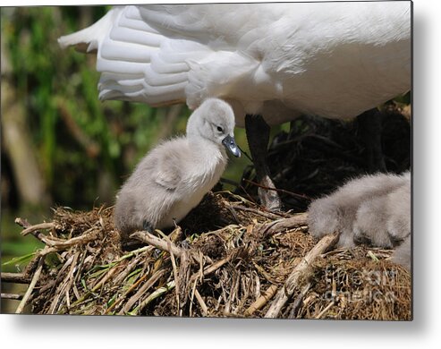 Mute Swan Metal Print featuring the photograph Mute Swan Cygnet by David & Micha Sheldon