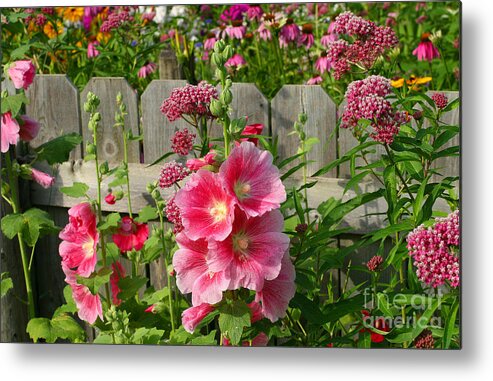 Hollyhocks Metal Print featuring the photograph My Garden 2011 by Steve Augustin