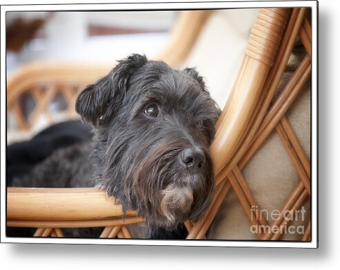 Dog Metal Print featuring the photograph My Loyal Friend by Natalie Kinnear