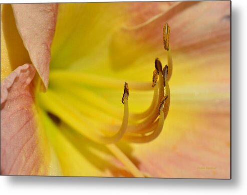 Lily Metal Print featuring the photograph My Name Is Lily by Donna Blackhall