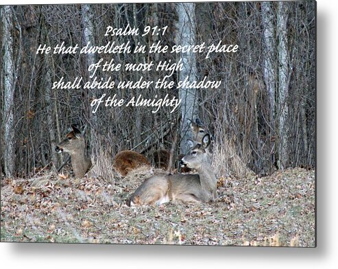 White Tail Deer Metal Print featuring the photograph My Secret Place by Lorna Rose Marie Mills DBA Lorna Rogers Photography
