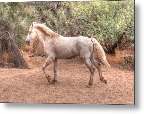 Horses Metal Print featuring the photograph Mystic Wild Horse by Tam Ryan