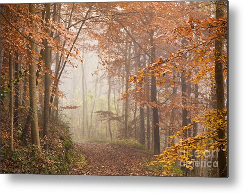 Atmospheric Metal Print featuring the photograph Mystic Woods by Anne Gilbert