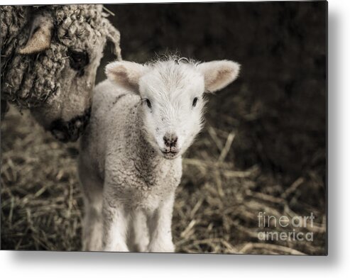 Naif Metal Print featuring the photograph Naif by Sandi Mikuse