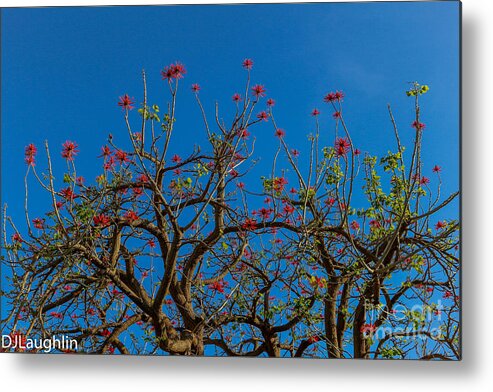 Naked Coral Tree Metal Print featuring the photograph Naked Coral Tree by DJ Laughlin