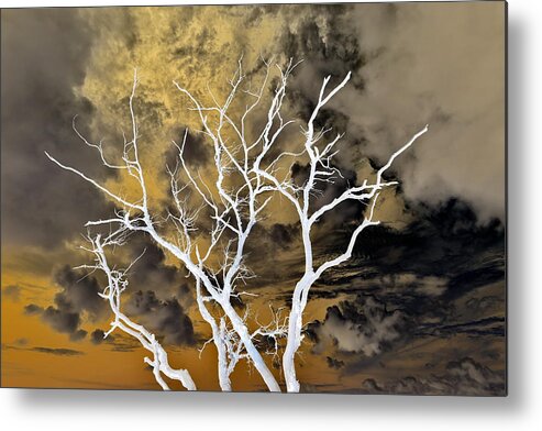 Naked Tree Metal Print featuring the photograph Naked Tree - Gold by Mina Isaac