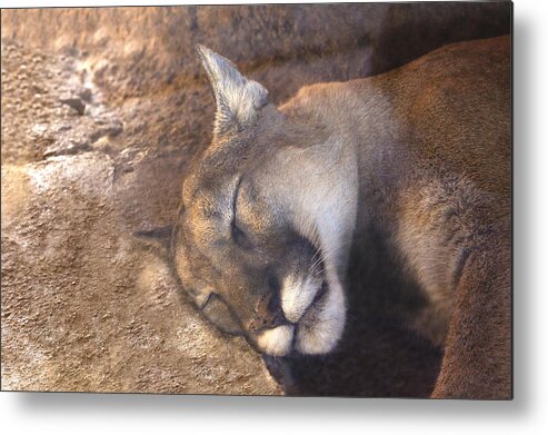 Cougar Metal Print featuring the photograph Nap Time by Mike Stephens