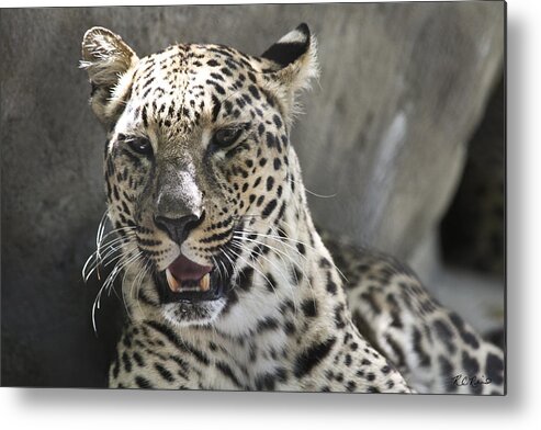 Florida Metal Print featuring the photograph Naples Zoo - Leopard Relaxing 2 by Ronald Reid