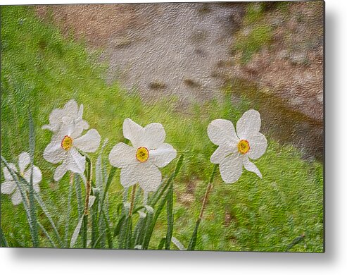 Narcissi Metal Print featuring the photograph Narcissi by Steven Michael