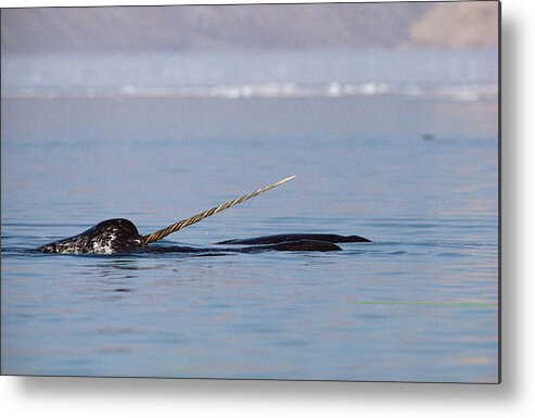 Feb0514 Metal Print featuring the photograph Narwhal Male Baffin Island Canada by Flip Nicklin