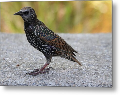 National Metal Print featuring the photograph National Zoo - Birds - 01133 by DC Photographer