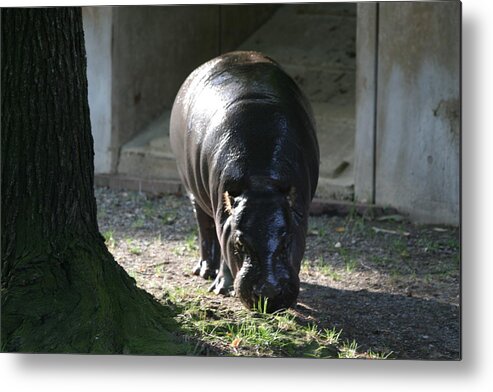 National Metal Print featuring the photograph National Zoo - Hippopotamus - 12121 by DC Photographer