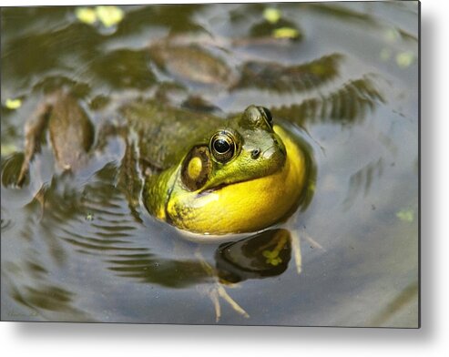 Frog Metal Print featuring the photograph Nature Calling by Christina Rollo