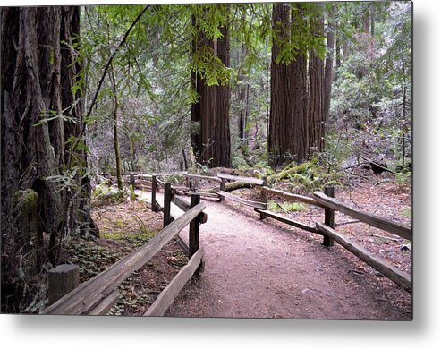 Trail Metal Print featuring the photograph Nature Trail by Alex King