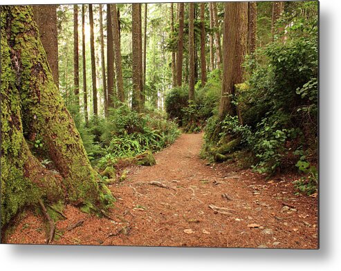 Vancouver Island Metal Print featuring the photograph Nature Trail by Emilynorton