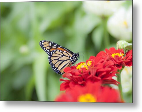 Natures Metal Print featuring the photograph Natures Beauty - The Buterfly by Bill Cannon